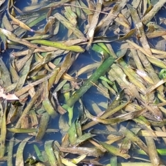 Vallisneria australis (Ribbonweed, Eelweed) at Bruce, ACT - 16 Sep 2023 by trevorpreston