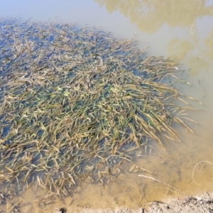 Vallisneria australis at Bruce, ACT - 16 Sep 2023 09:46 AM