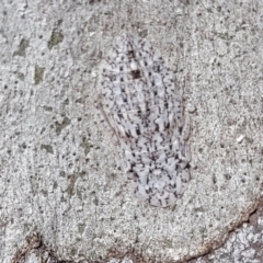 Ledromorpha planirostris (A leafhopper) at Bruce Ridge to Gossan Hill - 15 Sep 2023 by trevorpreston