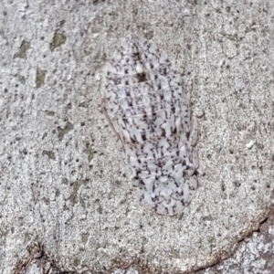 Ledromorpha planirostris at Bruce, ACT - 16 Sep 2023 09:43 AM