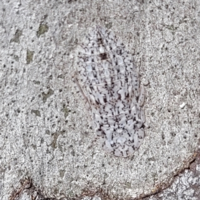 Ledromorpha planirostris (A leafhopper) at Bruce Ridge to Gossan Hill - 15 Sep 2023 by trevorpreston