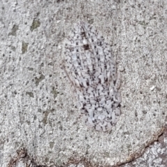 Ledromorpha planirostris (A leafhopper) at Bruce, ACT - 15 Sep 2023 by trevorpreston