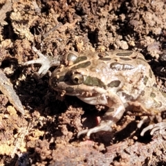 Limnodynastes tasmaniensis (Spotted Grass Frog) at Bruce, ACT - 16 Sep 2023 by trevorpreston