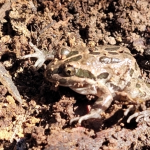 Limnodynastes tasmaniensis at Bruce, ACT - 16 Sep 2023