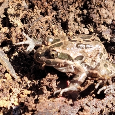 Limnodynastes tasmaniensis (Spotted Grass Frog) at Bruce, ACT - 16 Sep 2023 by trevorpreston