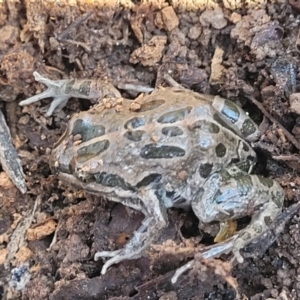 Limnodynastes tasmaniensis at Bruce, ACT - 16 Sep 2023