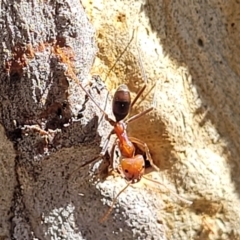 Iridomyrmex purpureus (Meat Ant) at Bruce Ridge to Gossan Hill - 15 Sep 2023 by trevorpreston