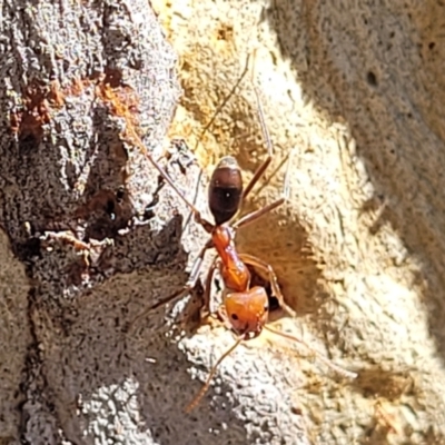 Iridomyrmex purpureus (Meat Ant) at Bruce Ridge to Gossan Hill - 15 Sep 2023 by trevorpreston