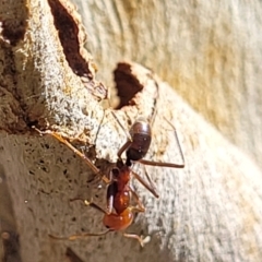 Iridomyrmex purpureus at Bruce, ACT - 16 Sep 2023