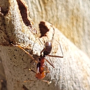 Iridomyrmex purpureus at Bruce, ACT - 16 Sep 2023