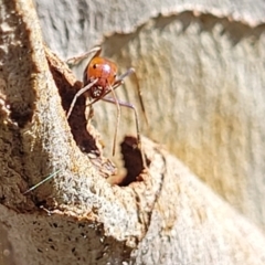 Iridomyrmex purpureus at Bruce, ACT - 16 Sep 2023