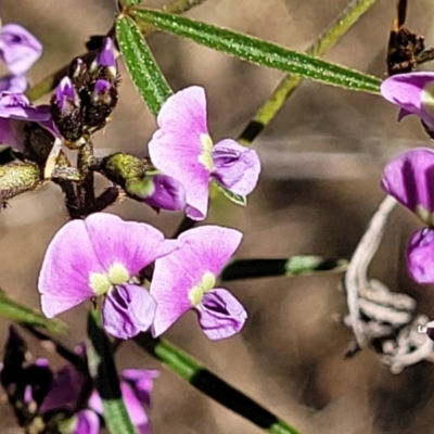 Glycine clandestina (Twining Glycine) at Bruce Ridge to Gossan Hill - 15 Sep 2023 by trevorpreston