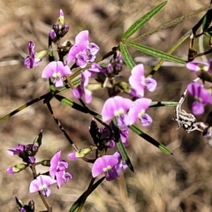 Glycine clandestina at Bruce, ACT - 16 Sep 2023 09:36 AM