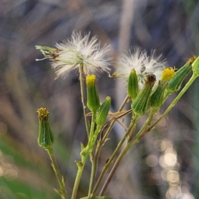 Senecio diaschides (Erect Groundsel) at Bruce Ridge to Gossan Hill - 15 Sep 2023 by trevorpreston