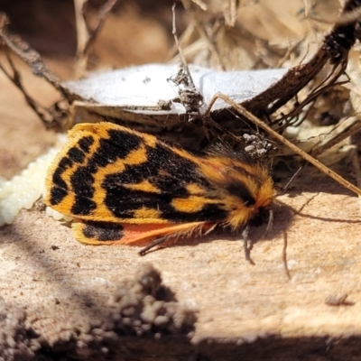 Ardices curvata (Crimson Tiger Moth) at Bruce, ACT - 16 Sep 2023 by trevorpreston