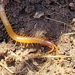 Geophilomorpha sp. (order) (Earth or soil centipede) at Bruce, ACT - 16 Sep 2023 by trevorpreston