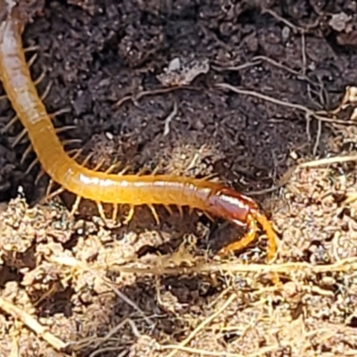 Geophilomorpha sp. (order) (Earth or soil centipede) at Bruce Ridge to Gossan Hill - 15 Sep 2023 by trevorpreston