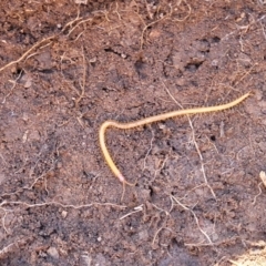 Geophilomorpha sp. (order) at Bruce, ACT - 16 Sep 2023 09:32 AM