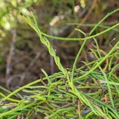 Cassytha pubescens (Devil's Twine) at Bruce, ACT - 15 Sep 2023 by trevorpreston