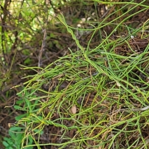 Cassytha pubescens at Bruce, ACT - 16 Sep 2023 09:31 AM