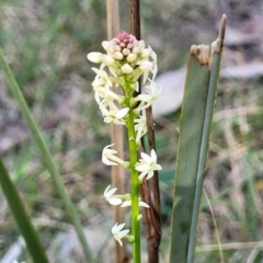 Stackhousia monogyna (Creamy Candles) at Bruce Ridge - 15 Sep 2023 by trevorpreston