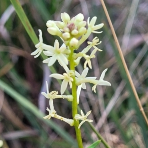 Stackhousia monogyna at Bruce, ACT - 16 Sep 2023 09:29 AM