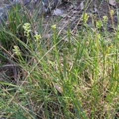 Stackhousia monogyna at Bruce, ACT - 16 Sep 2023 09:29 AM