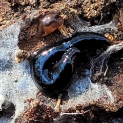 Parakontikia ventrolineata (Stripe-bellied flatworm) at Bruce Ridge - 15 Sep 2023 by trevorpreston