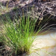 Carex appressa (Tall Sedge) at Bruce, ACT - 16 Sep 2023 by trevorpreston