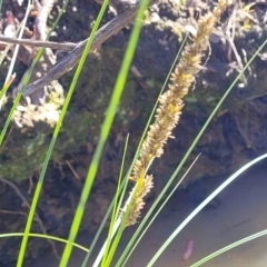 Carex appressa at Bruce, ACT - 16 Sep 2023