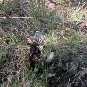 Pardalotus punctatus at Bruce, ACT - 16 Sep 2023