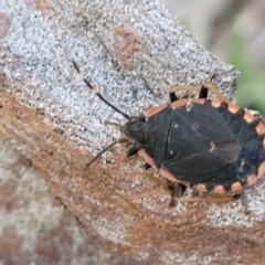 Diemenia rubromarginata (Pink-margined bug) at Bruce, ACT - 15 Sep 2023 by trevorpreston