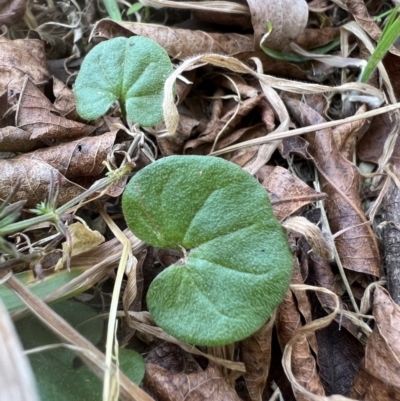 Dichondra repens (Kidney Weed) at Higgins, ACT - 14 Sep 2023 by Untidy