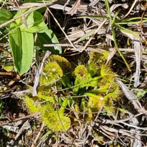 Drosera gunniana at Jerrabomberra, ACT - 16 Sep 2023