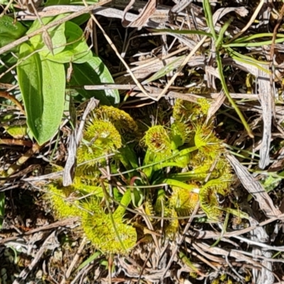 Drosera gunniana (Pale Sundew) at Isaacs Ridge and Nearby - 16 Sep 2023 by Mike