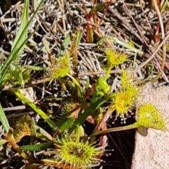 Drosera gunniana at Jerrabomberra, ACT - 16 Sep 2023