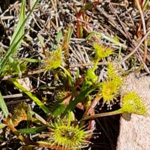 Drosera gunniana at Jerrabomberra, ACT - 16 Sep 2023