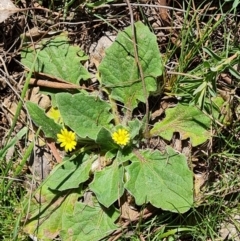 Cymbonotus sp. (preissianus or lawsonianus) (Bears Ears) at Isaacs Ridge and Nearby - 16 Sep 2023 by Mike