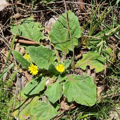 Cymbonotus sp. (preissianus or lawsonianus) (Bears Ears) at Isaacs Ridge and Nearby - 16 Sep 2023 by Mike