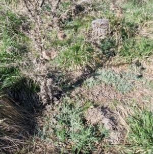 Cirsium vulgare at Bruce, ACT - 16 Sep 2023 09:44 AM