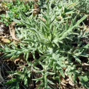 Cirsium vulgare at Bruce, ACT - 16 Sep 2023 09:44 AM