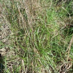 Lolium arundinaceum (Tall Fescue) at Bruce, ACT - 16 Sep 2023 by jpittock