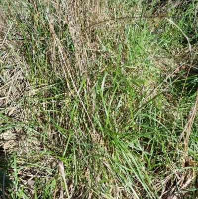 Festuca arundinacea (Tall Fescue) at Bruce Ridge to Gossan Hill - 15 Sep 2023 by jpittock
