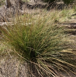 Carex appressa at Bruce, ACT - 16 Sep 2023