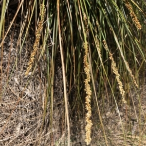 Carex appressa at Bruce, ACT - 16 Sep 2023 10:54 AM