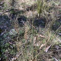 Juncus remotiflorus (Diffuse Rush) at Bruce, ACT - 16 Sep 2023 by lyndallh