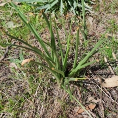 Bulbine bulbosa (Golden Lily, Bulbine Lily) at Tuggeranong, ACT - 16 Sep 2023 by Mike