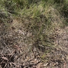 Lepidosperma laterale (Variable Sword Sedge) at Bruce Ridge - 16 Sep 2023 by lyndallh