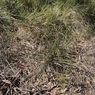 Lepidosperma laterale (Variable Sword Sedge) at Bruce Ridge to Gossan Hill - 16 Sep 2023 by lyndallh