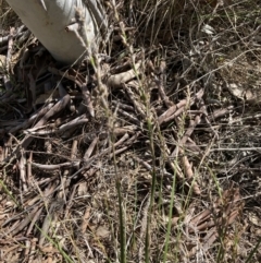 Lepidosperma laterale at Bruce, ACT - 16 Sep 2023